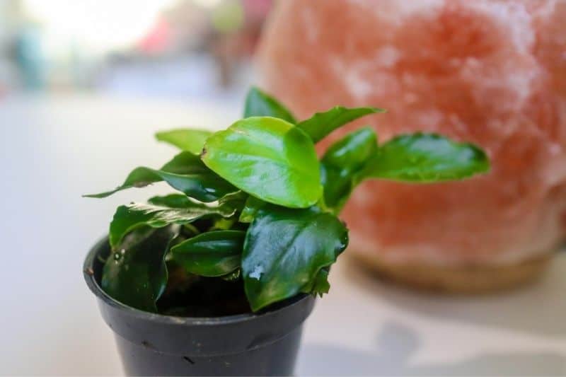 Anubias barteri var. nana 'Petite'