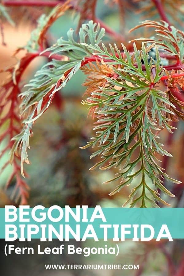 Begonia bipinnatifida (Fern Leaf Begonia)