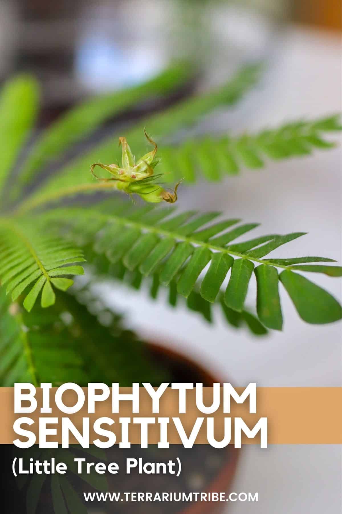 Biophytum sensitivum (Little Tree Plant)