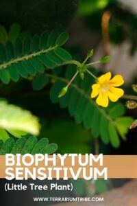 Biophytum sensitivum (Little Tree Plant)