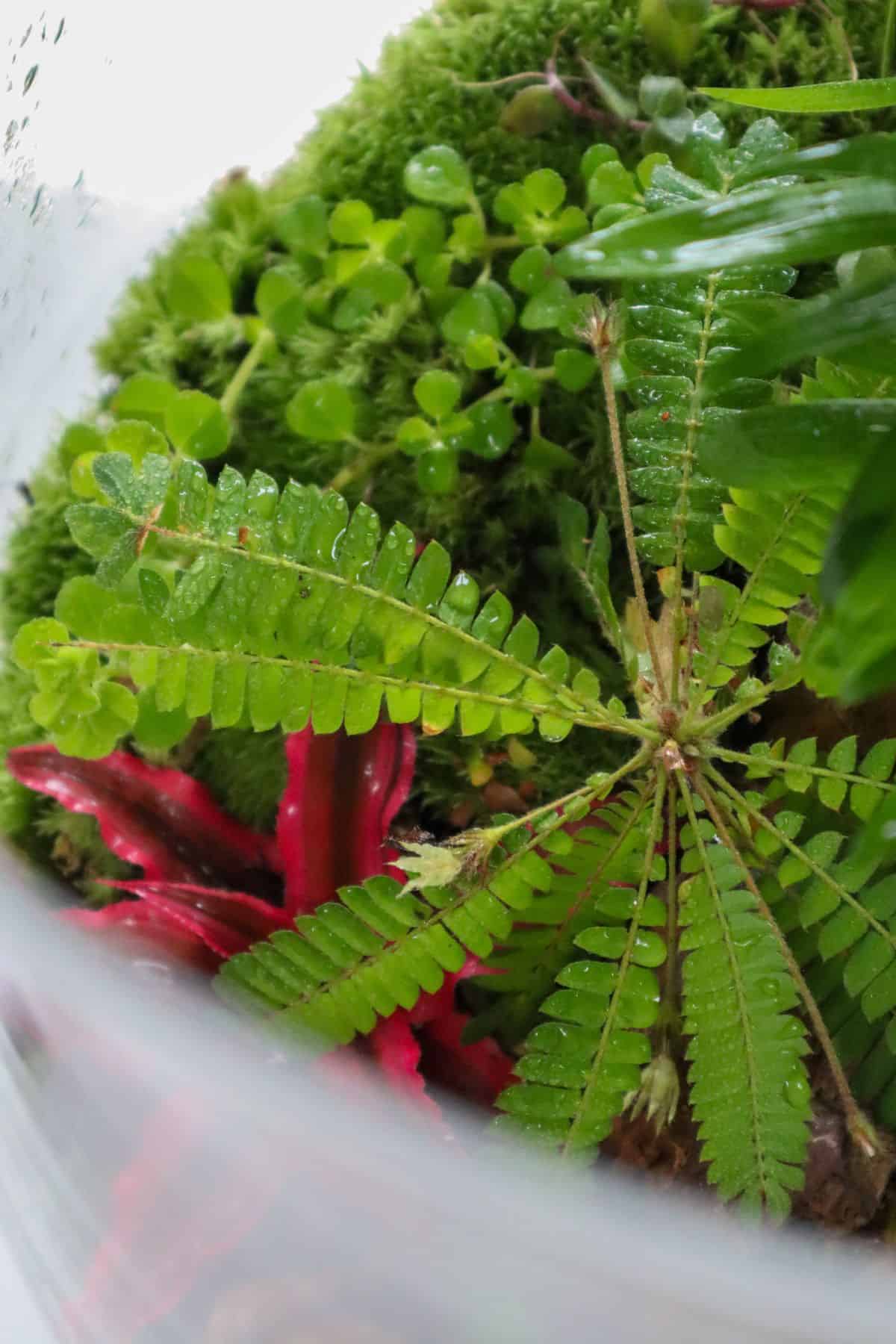 Biophytum sensitivum in terrarium