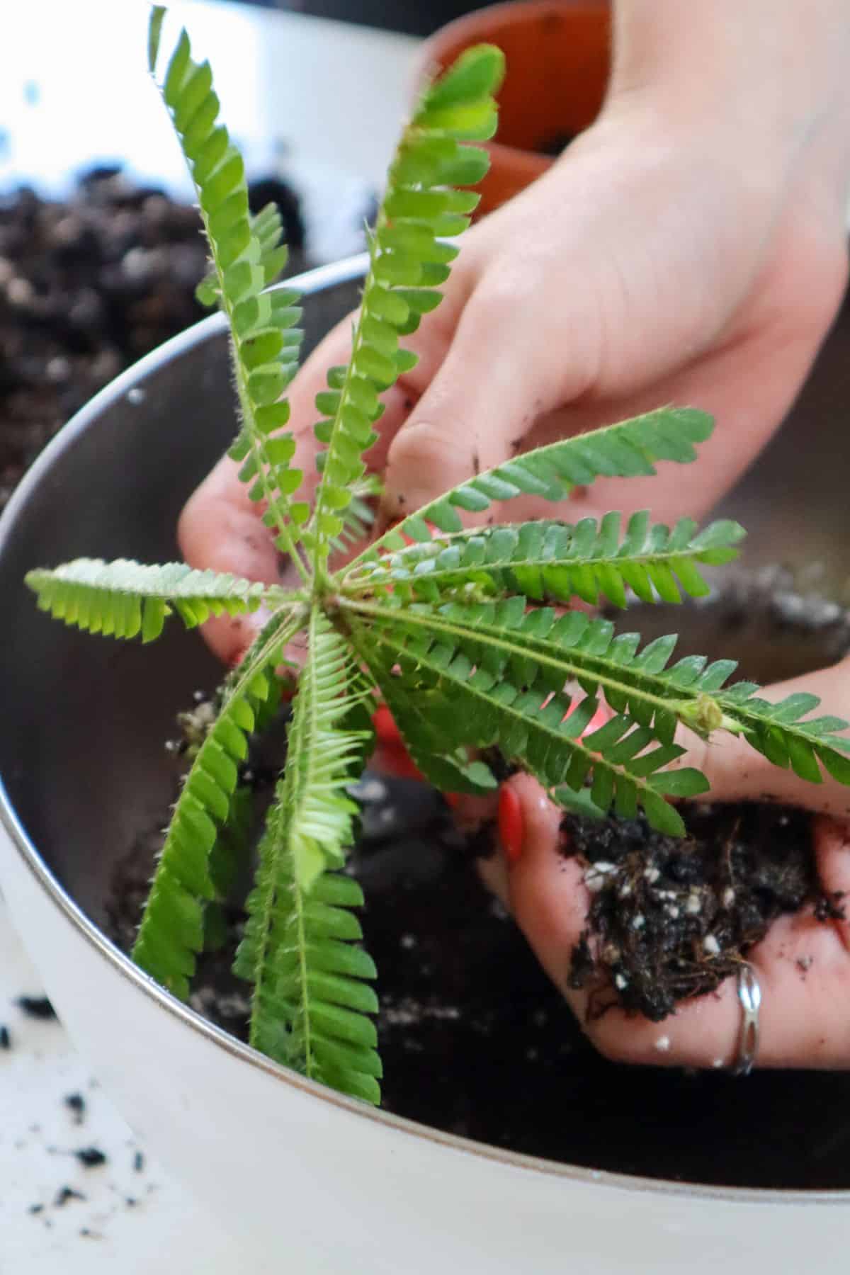 Biophytum sensitivum washing roots