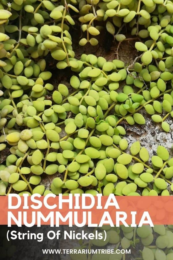 Dischidia nummularia (String Of Nickels)