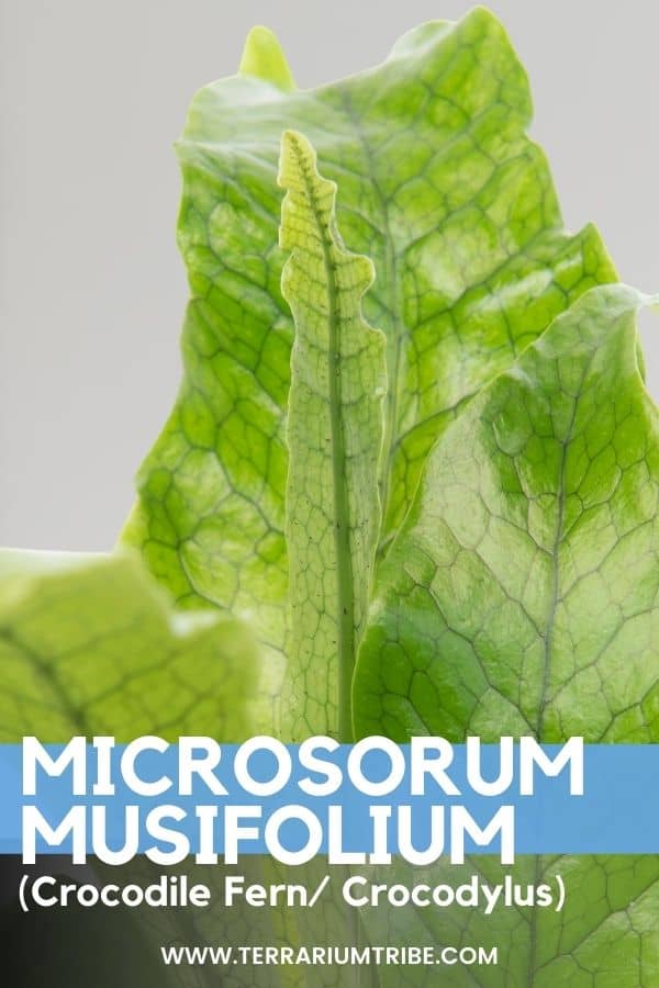 Microsorum musifolium (Crocodile Fern)