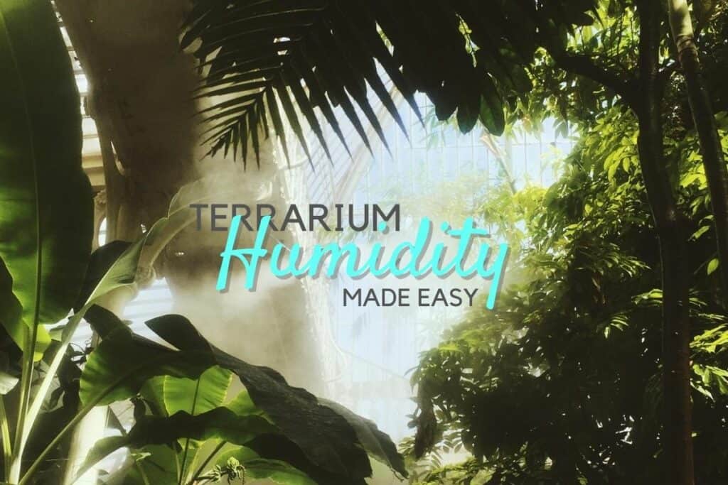 How to Increase Humidity in a Terrarium (5 Easy Ways) Terrarium Tribe