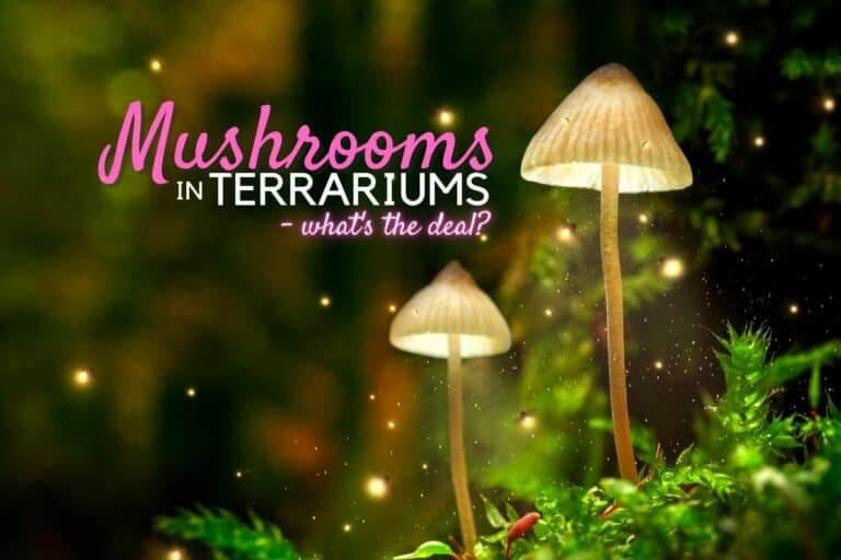 Terrarium Mushrooms