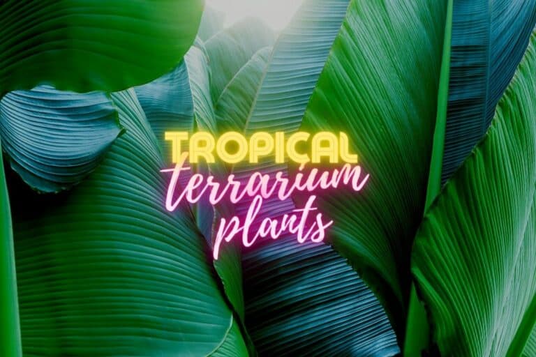 Tropical Terrarium Plants