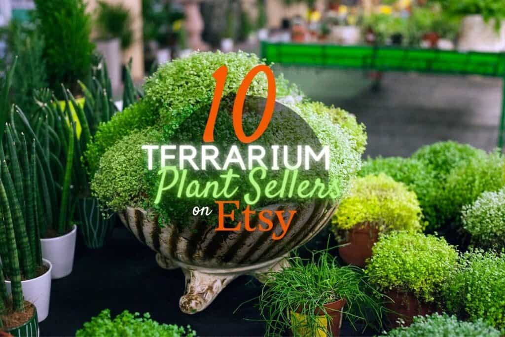 Online Terrarium Plants for Sale 10 Stellar Etsy Sellers Terrarium Tribe