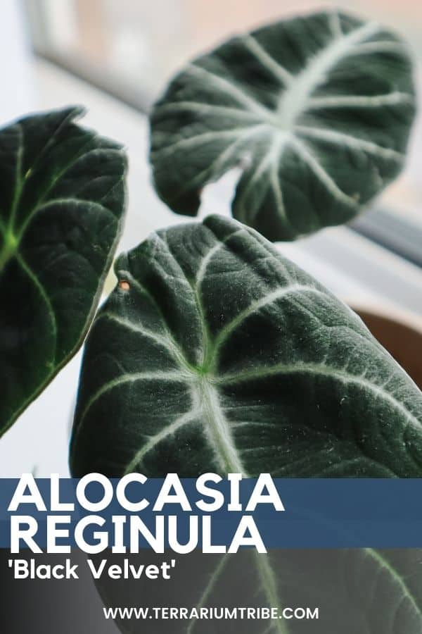 Alocasia 'Black Velvet' (Alocasia reginula)