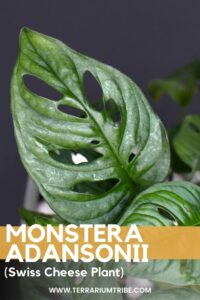 Monstera adansonii (Swiss Cheese Plant)