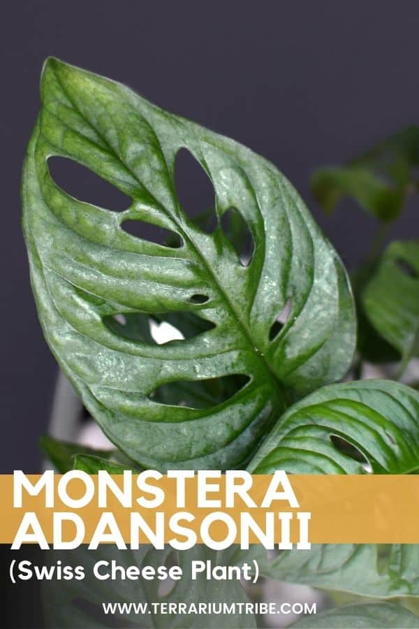 Monstera adansonii (Swiss Cheese Plant)