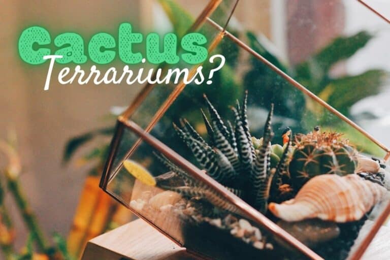 Cacti Terrarium
