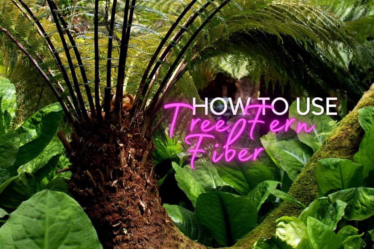 Tree Fern Fiber