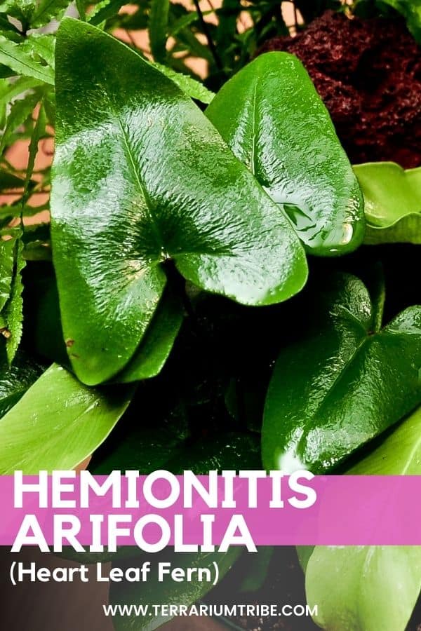 Hemionitis arifolia (Heart Leaf Fern)