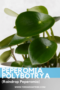 Peperomia polybotrya (Raindrop Peperomia)