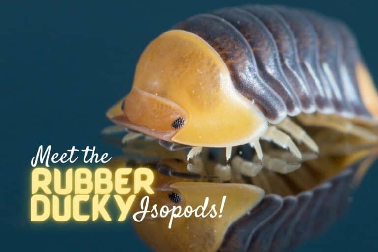 Rubber ducky isopod