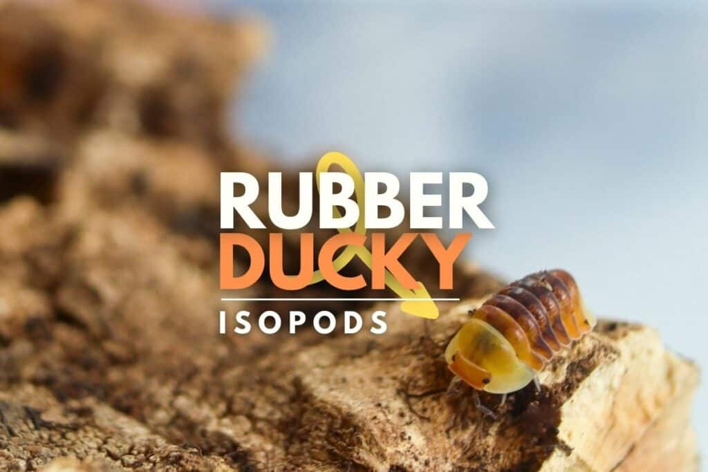 Meet the Super Cute (and Super Rare) Rubber Ducky Isopod!