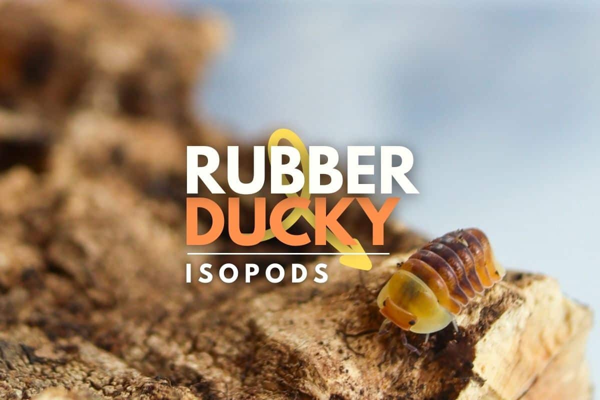 Rubber Ducky Isopod on cork bark