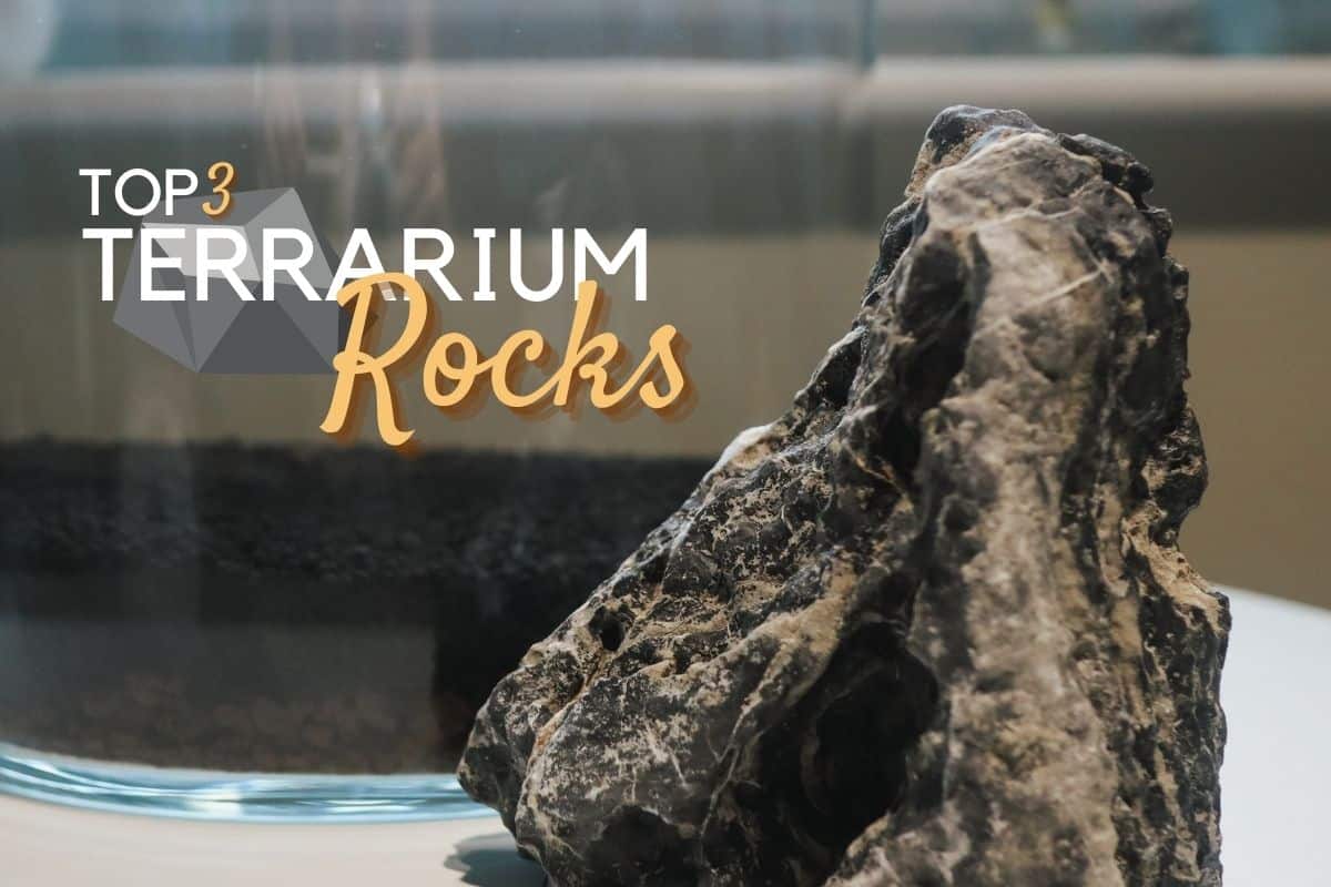 5 Visually Stunning Terrarium Rocks for Creative Planting