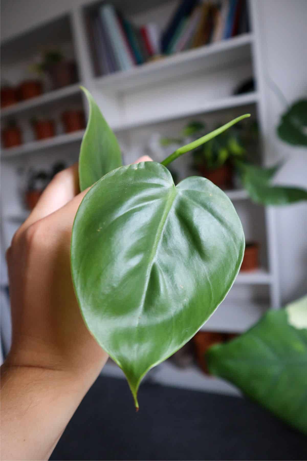 heart leaf philodendron up close with shelf behind