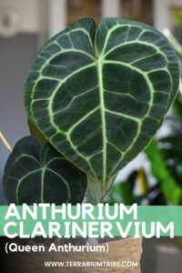 Anthurium clarinervium (Queen Anthurium)