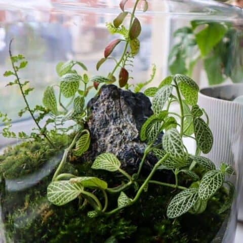 Fittonia Terrarium