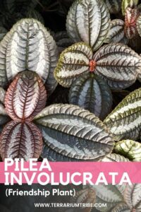 Pilea involucrata (Friendship Plant)