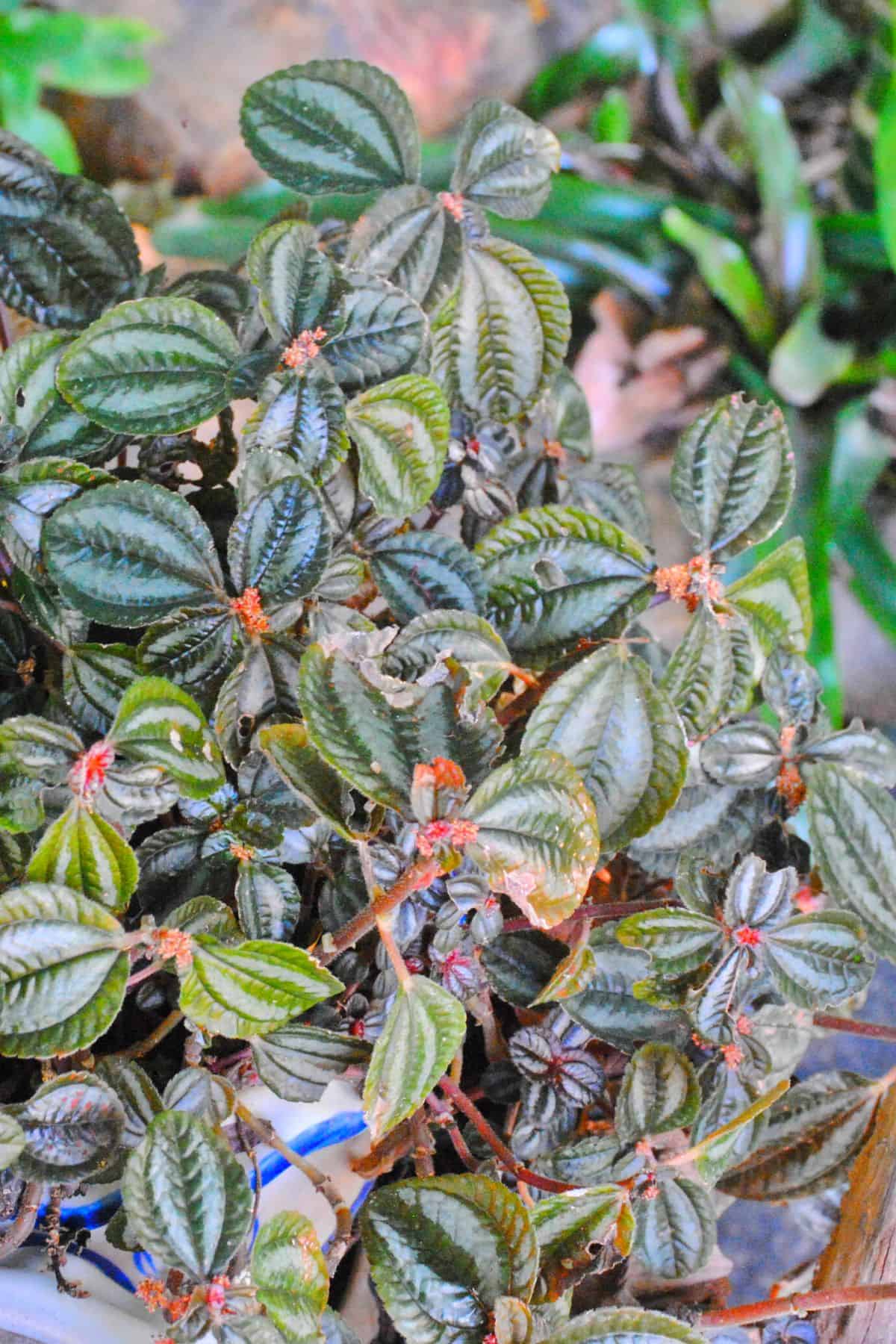 Pilea involucrata pink flowers 