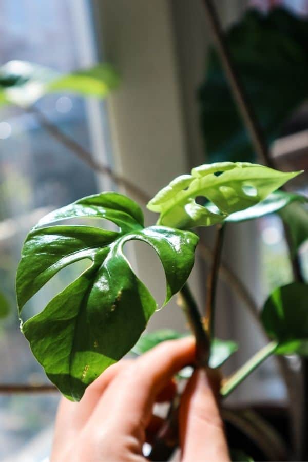 Rhaphidophora tetrasperma leaf