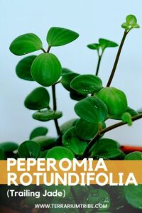 Peperomia rotundifolia (Trailing Jade)