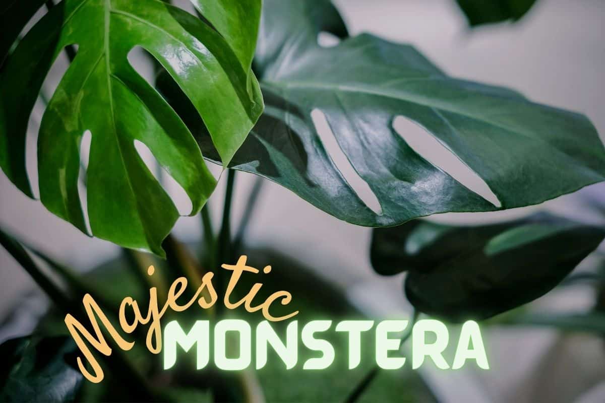 Monstera Varieties