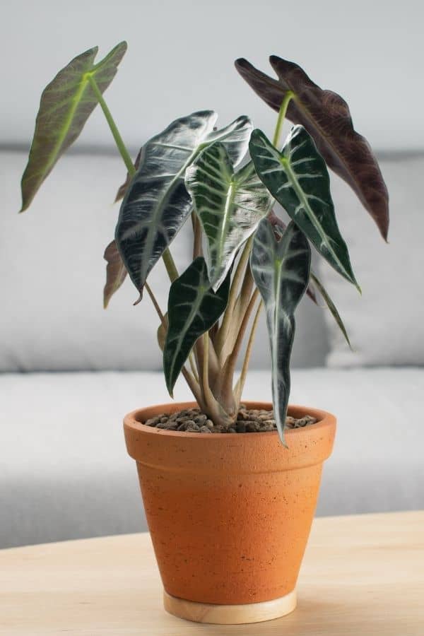 Alocasia bambino