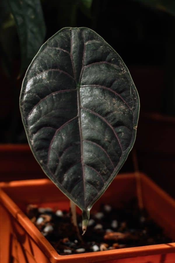 Alocasia 'Black Magic'