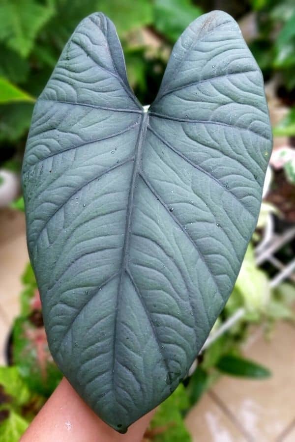 Alocasia nebula 'Imperialis'