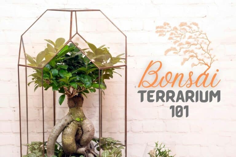 Bonsai Terrarium