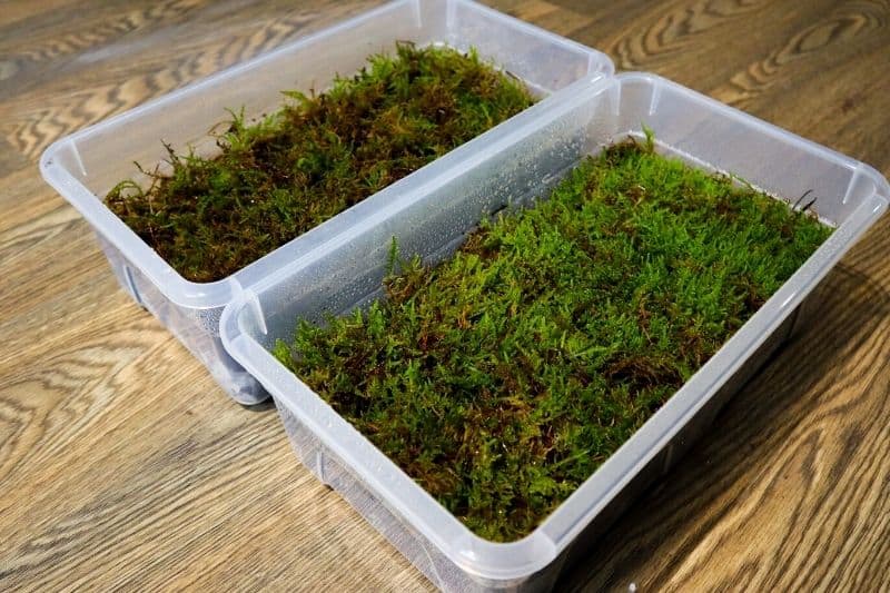 what are moss terrariums