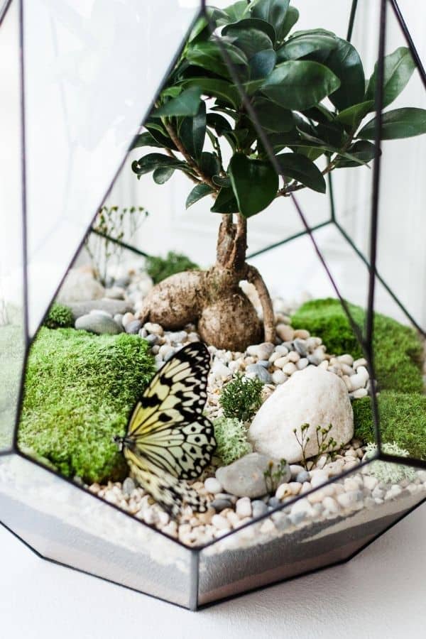 How to Build a Bonsai Terrarium (and Choose the Best