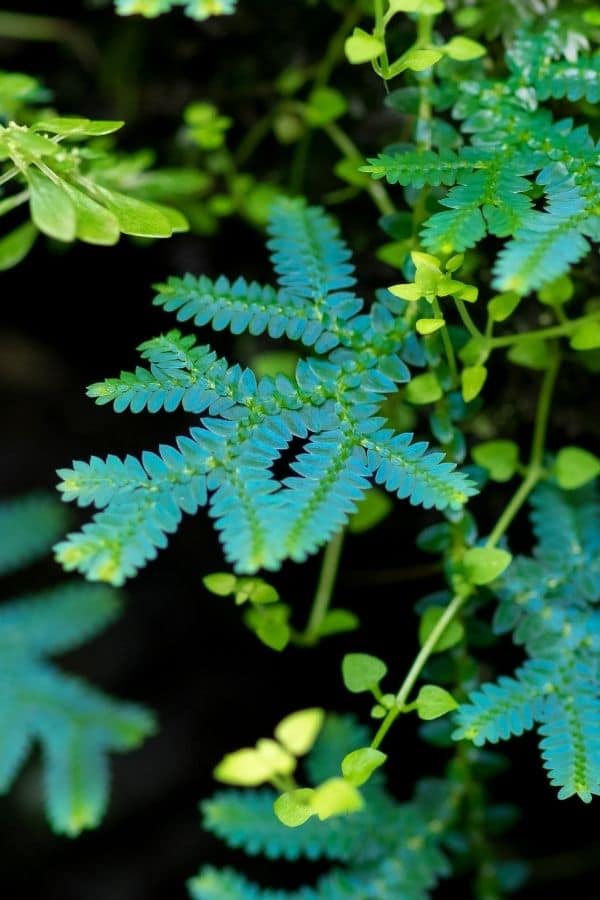 Selaginella uncinata