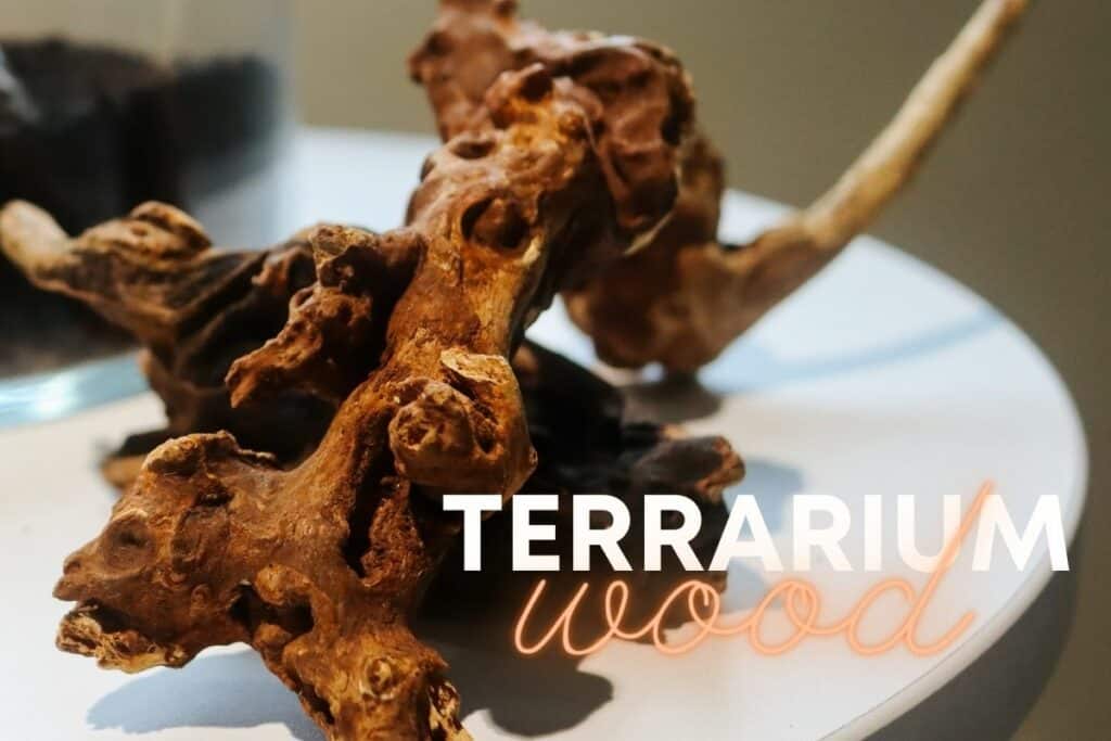 10 Dynamic Types of Wood for Terrariums (+ Photos) Terrarium Tribe