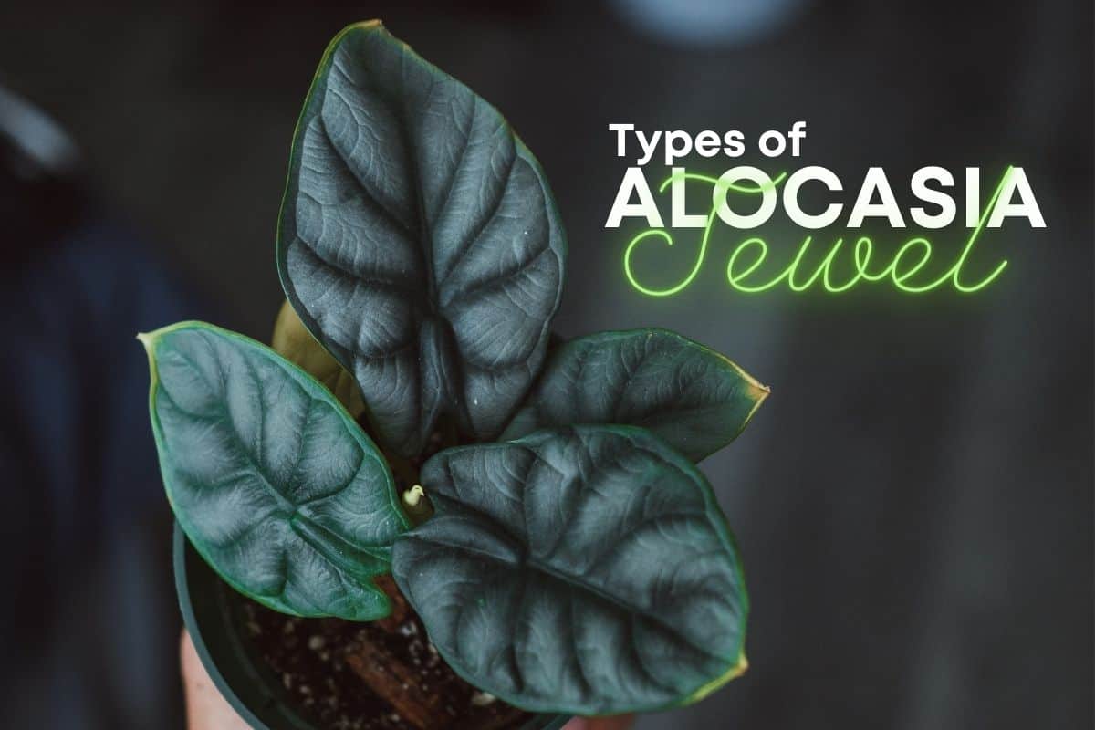 Types of Jewel Alocasia