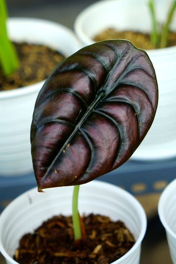 Alocasia cuprea 'Red Secret', look at that metallic sheen!