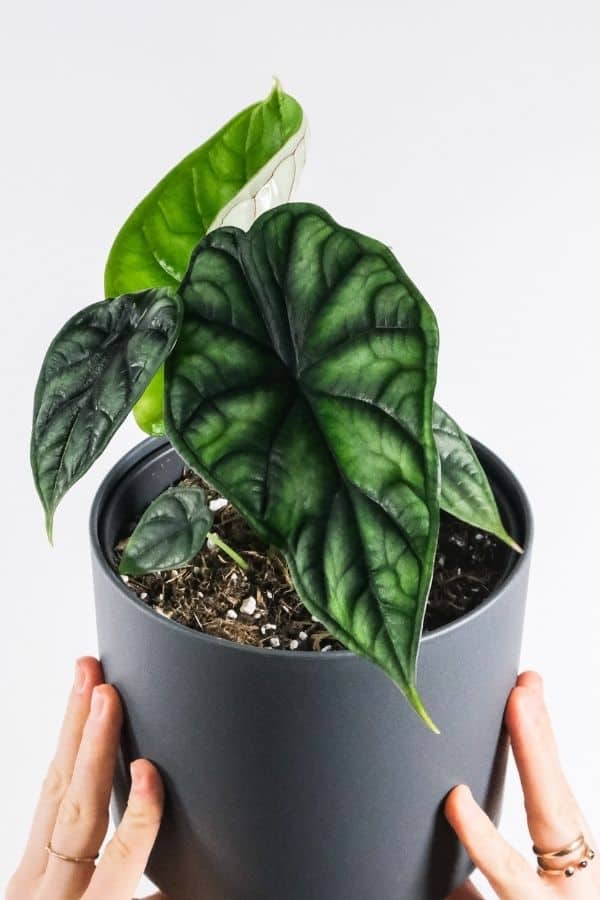 Alocasia baginda 'Dragon Scale'