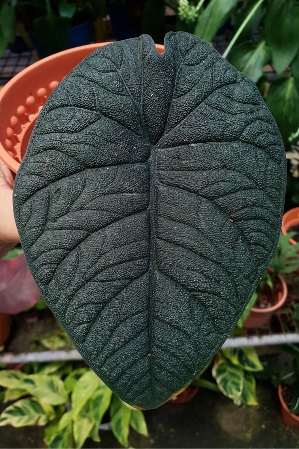 Alocasia melo