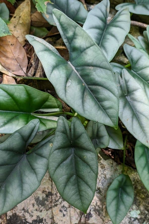  Gorgeous foliage of Alocasia reversa