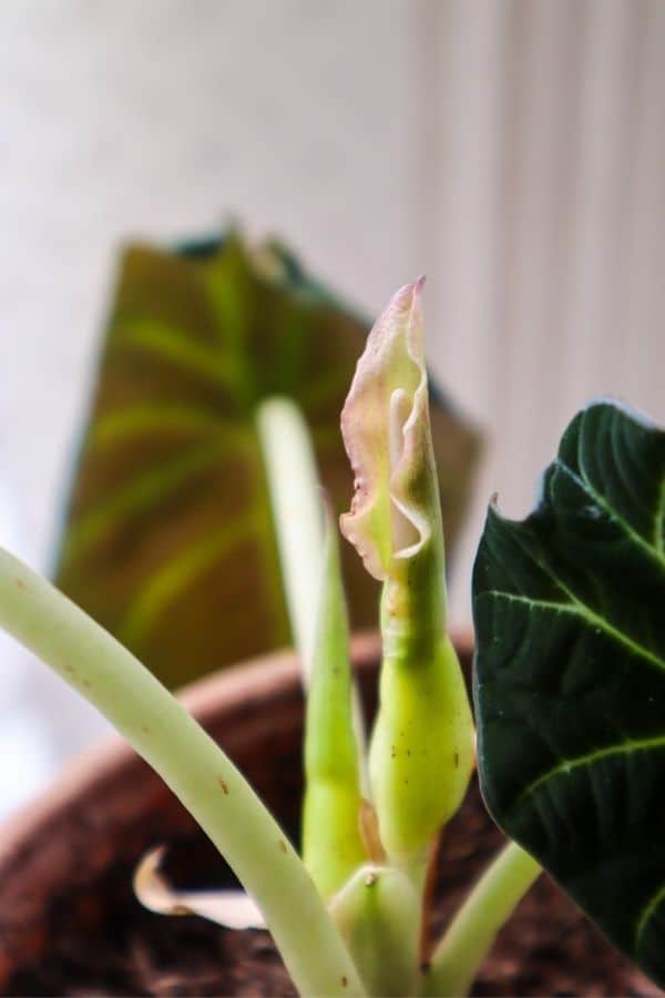 Is my alocasia black velvet flowering? Had it for around 2 month and  suddenly 3 new growth and one looking bit thick to be just a leaf. My first  alocasia. : r/houseplants