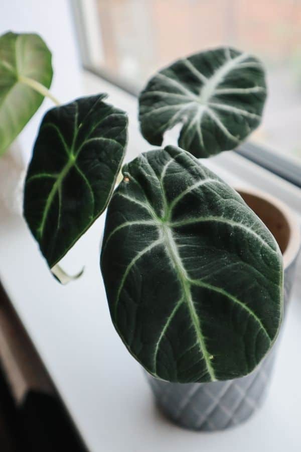 Our young Alocasia Black Velvet.