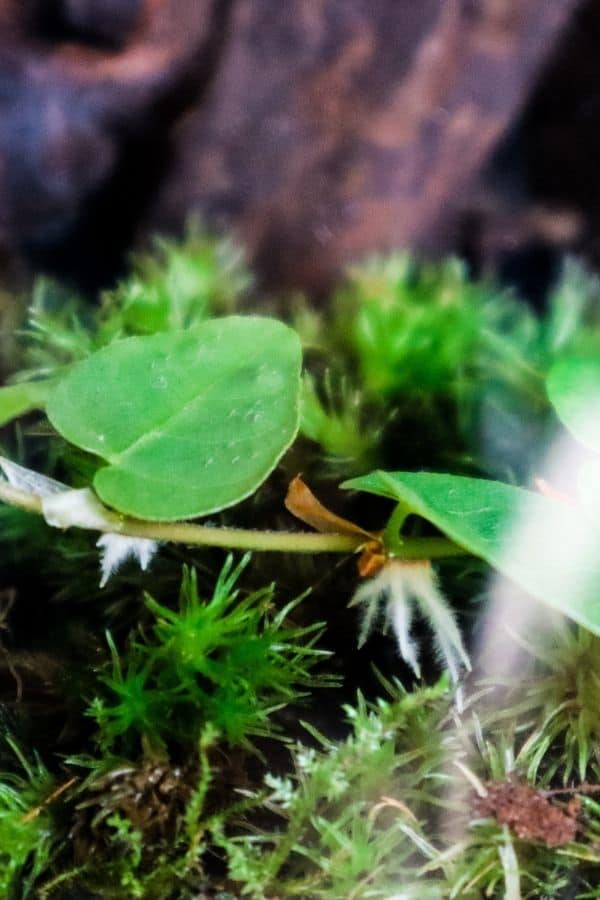 Ficus pumila cutting