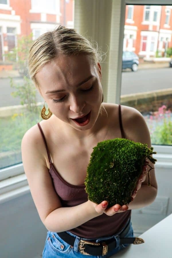 Leucobryum glaucum (Cushion Moss / Bun Moss)