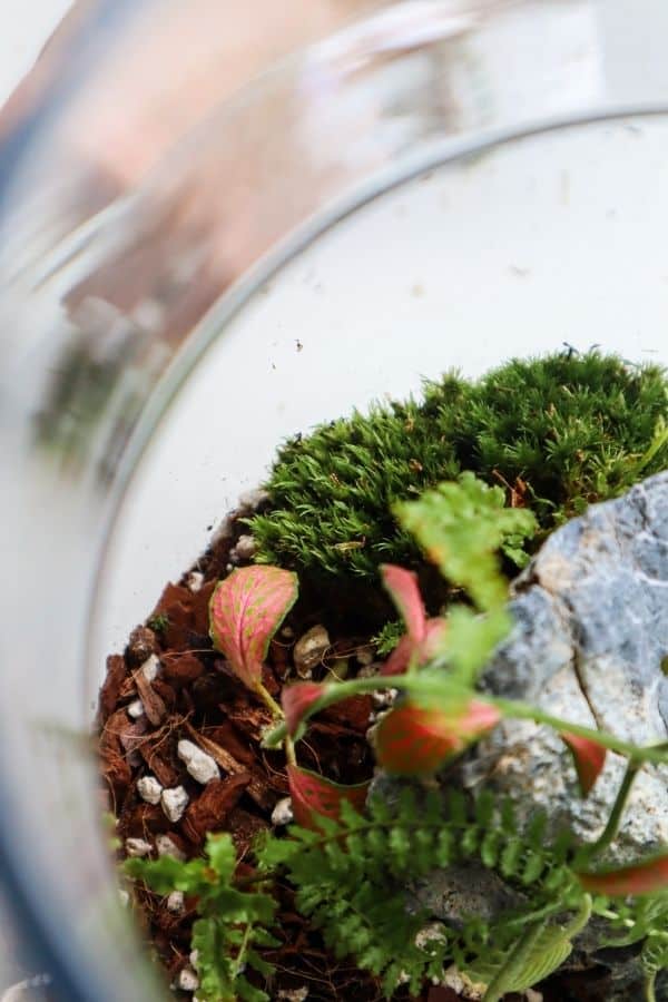 planting a terrarium