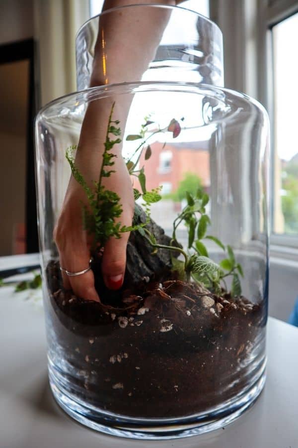 Kit Diy Pour Terrarium 3 Plantes : Aspargus, Fougère , Fittonia